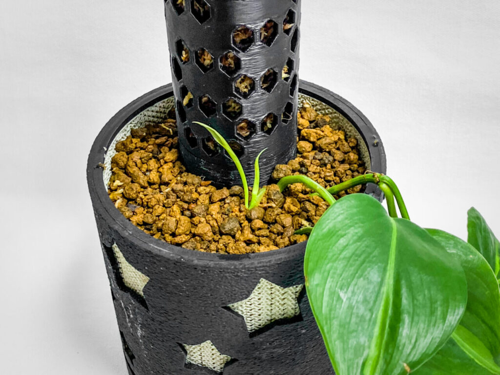 フィロデンドロン・’ブラジル’