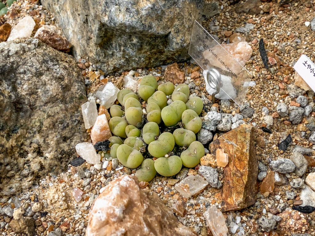 筑波実験植物園サバンナ温室のコノフィツム