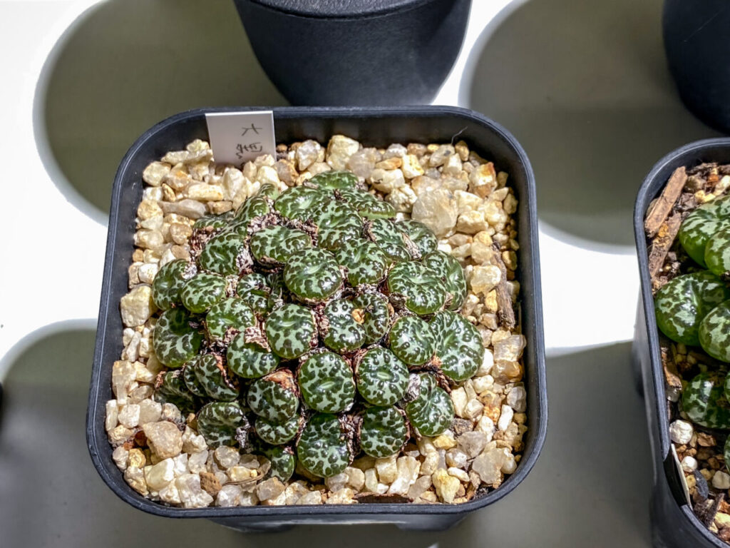 育てる宝石コノフィツム展