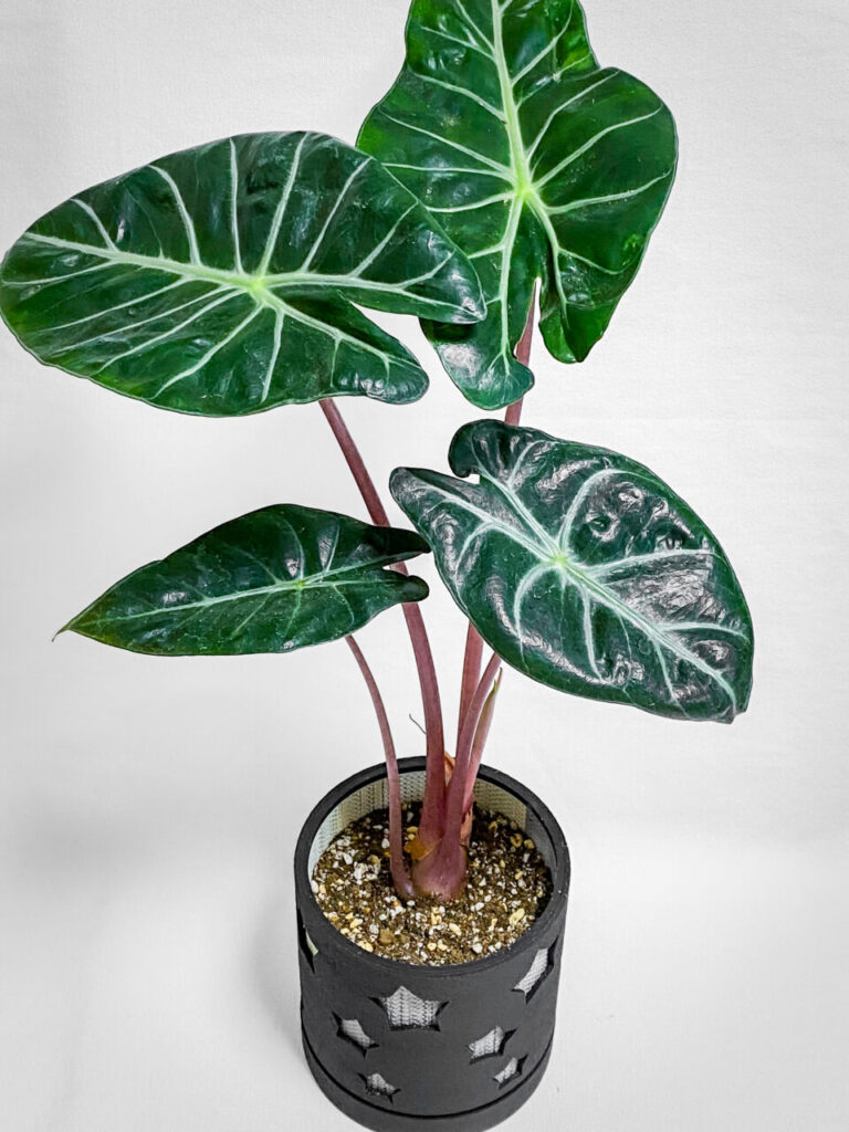 アロカシア・ナイロビナイツ