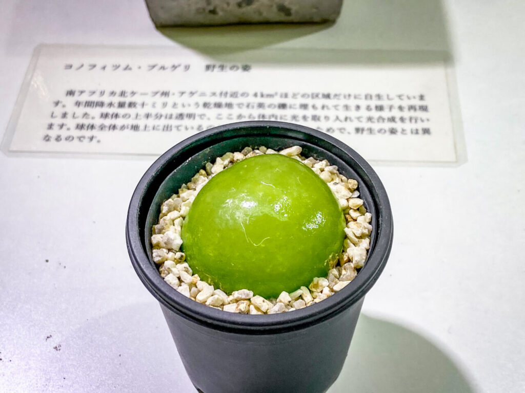 育てる宝石コノフィツム展