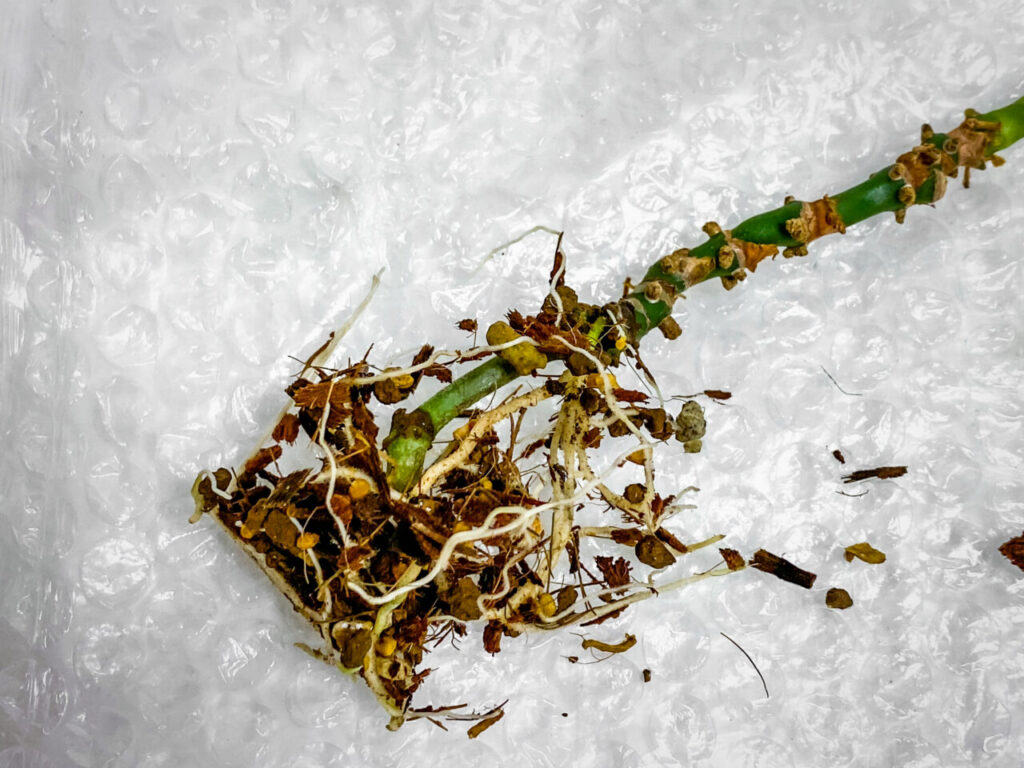 アンスリウム・ポリスキスツム