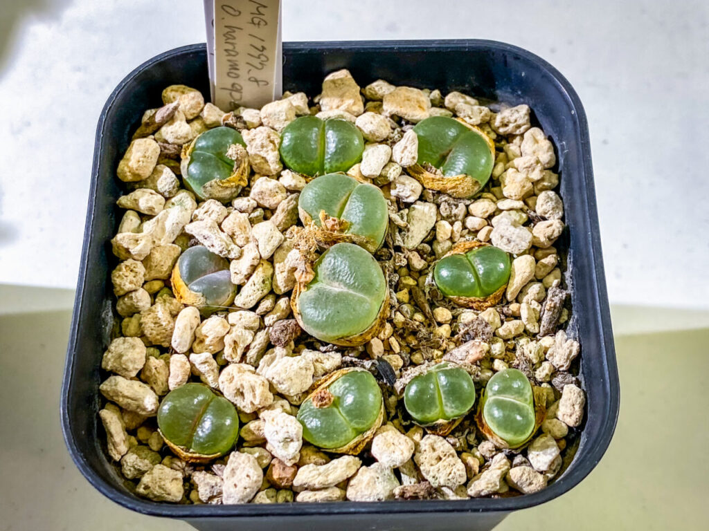 育てる宝石コノフィツム展