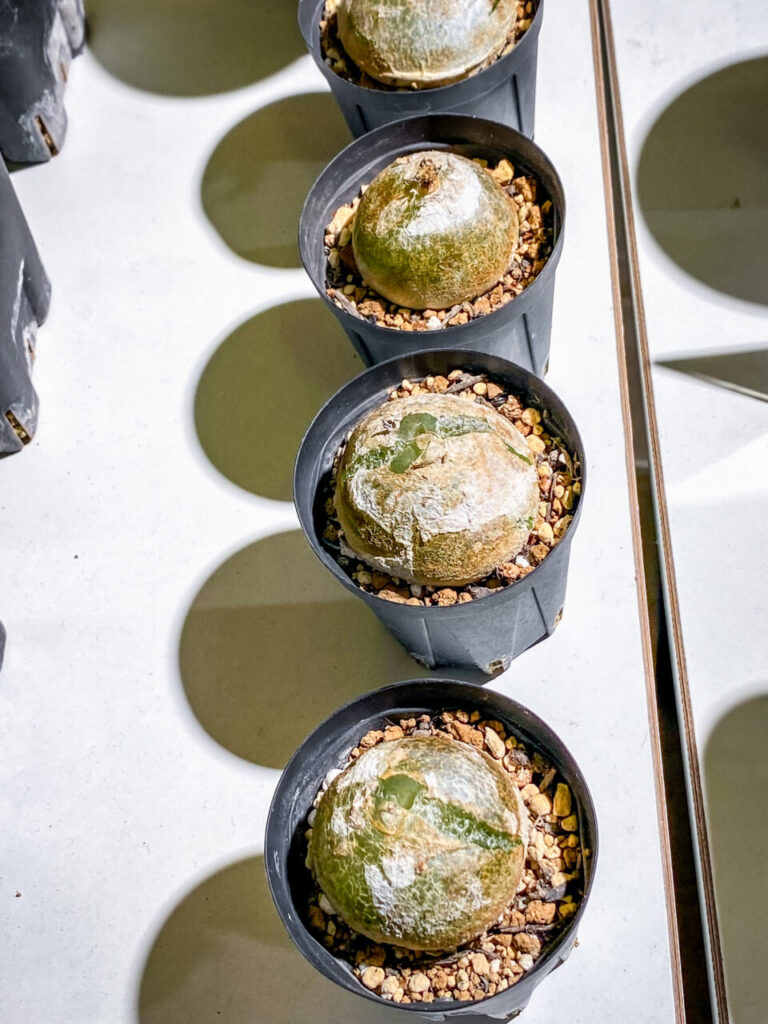 育てる宝石コノフィツム展