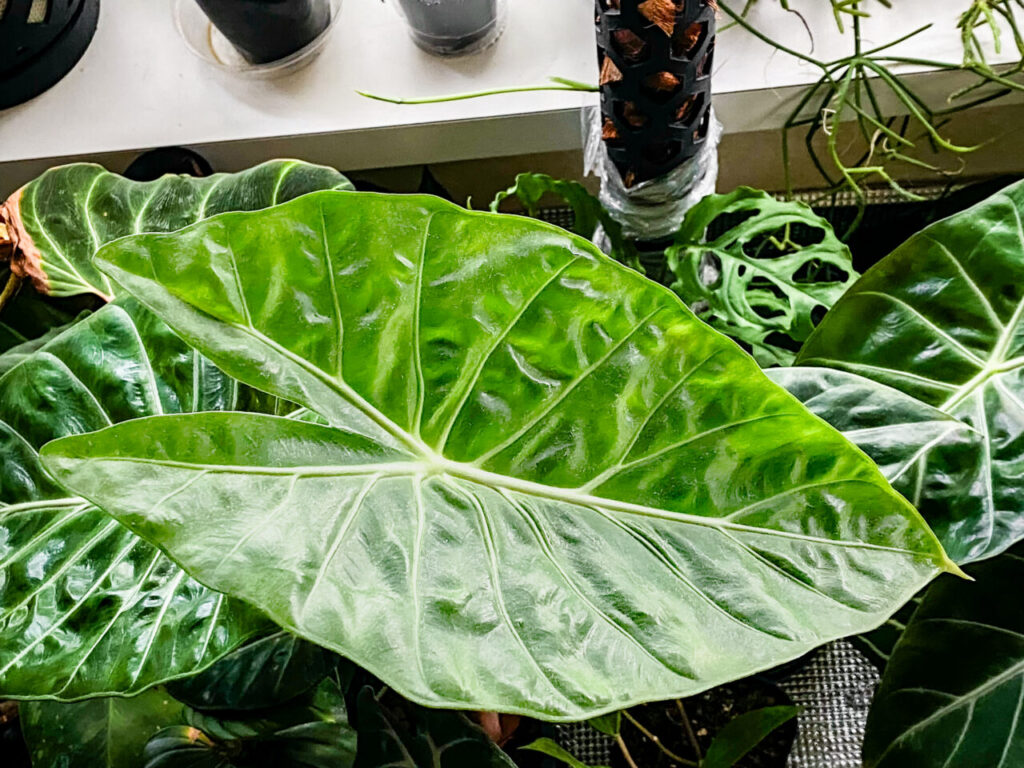 アロカシア・ナイロビナイツ