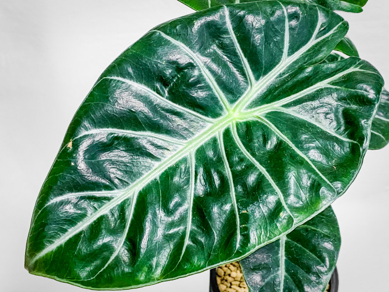 アロカシア・ナイロビナイツ