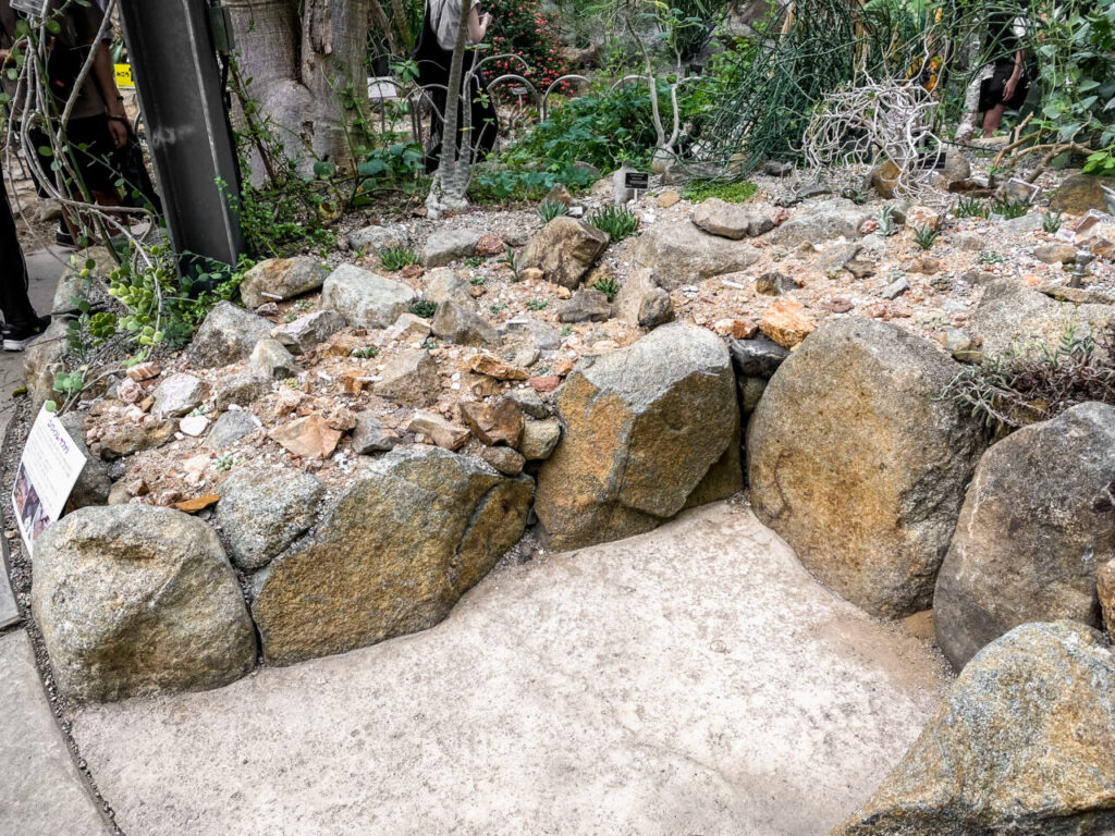 筑波実験植物園サバンナ温室のコノフィツム