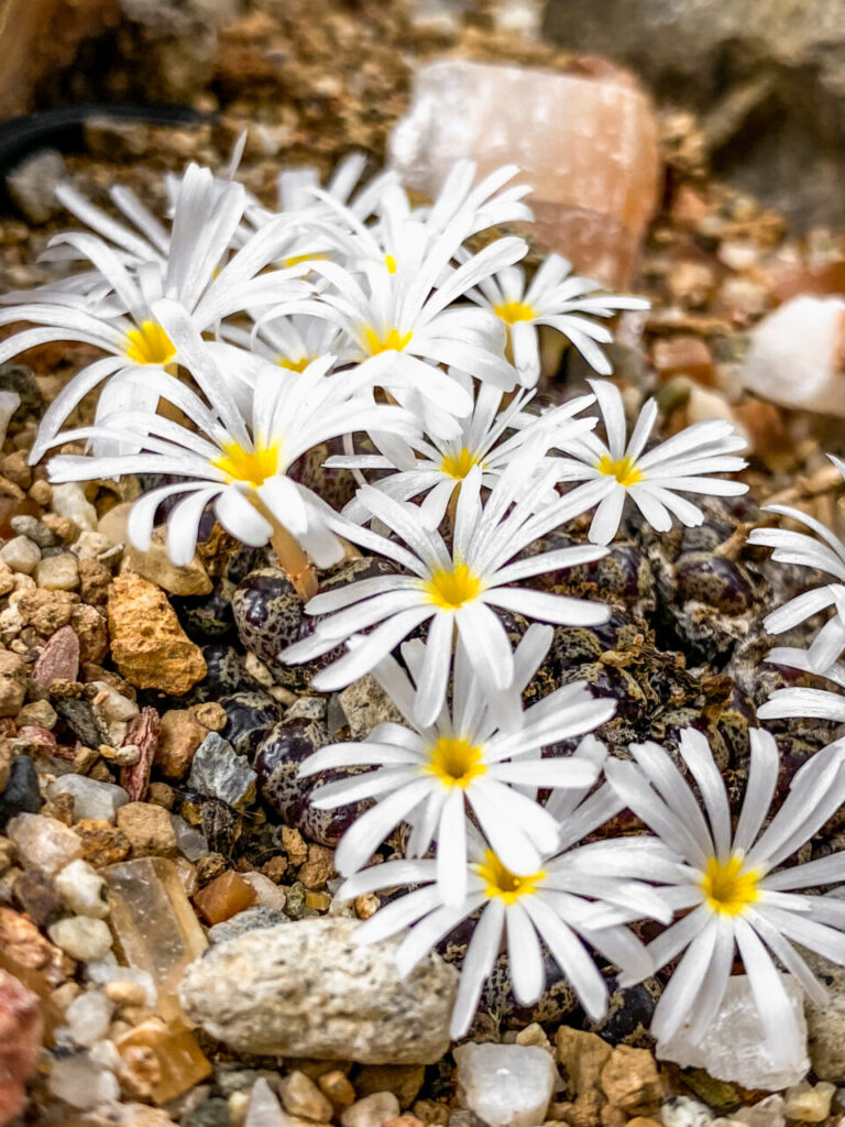 筑波実験植物園サバンナ温室のコノフィツム