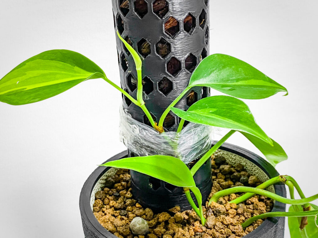 フィロデンドロン・’ブラジル’