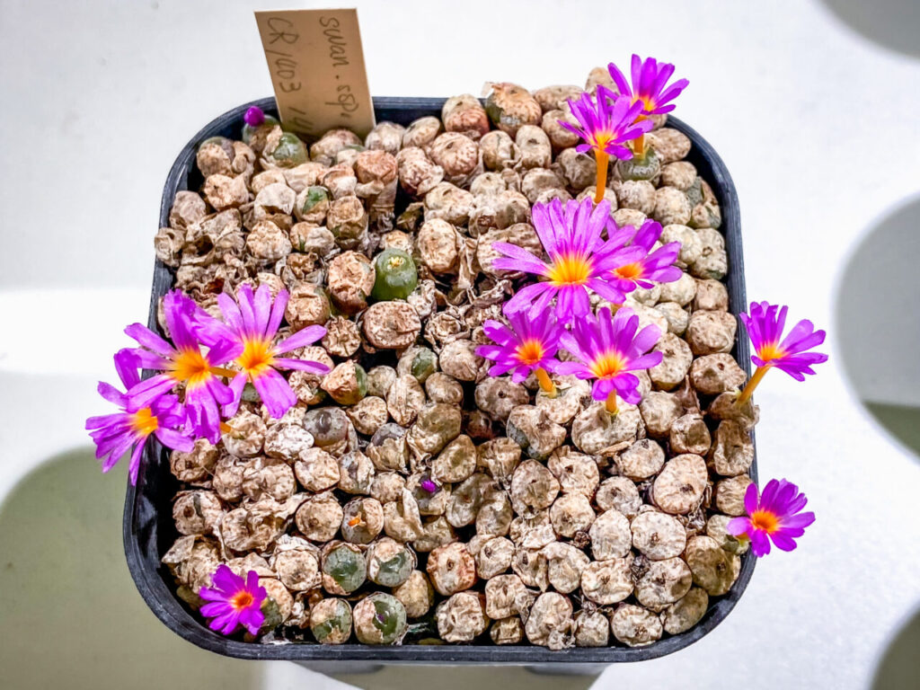 育てる宝石コノフィツム展