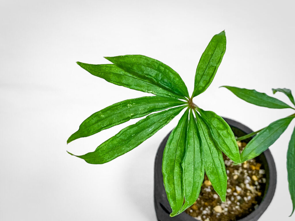 アンスリウム・ポリスキスツム