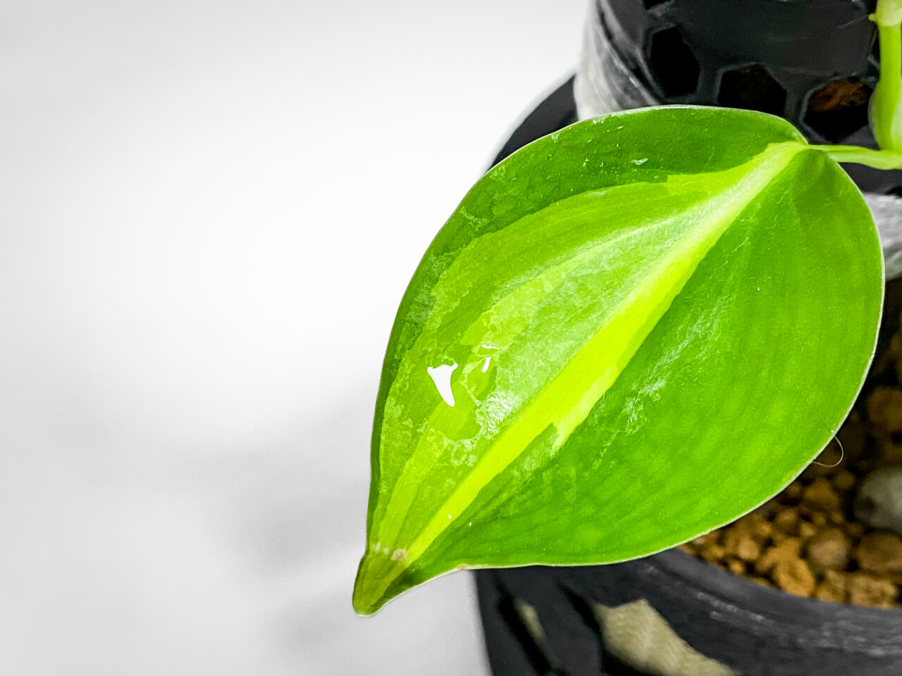 フィロデンドロン・’ブラジル’