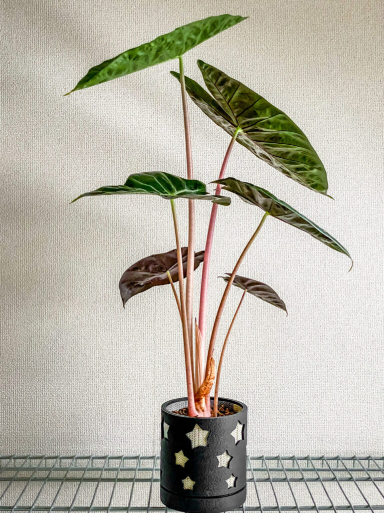 アロカシア・ナイロビナイツ