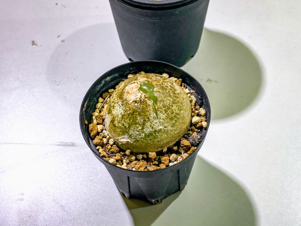 育てる宝石コノフィツム展