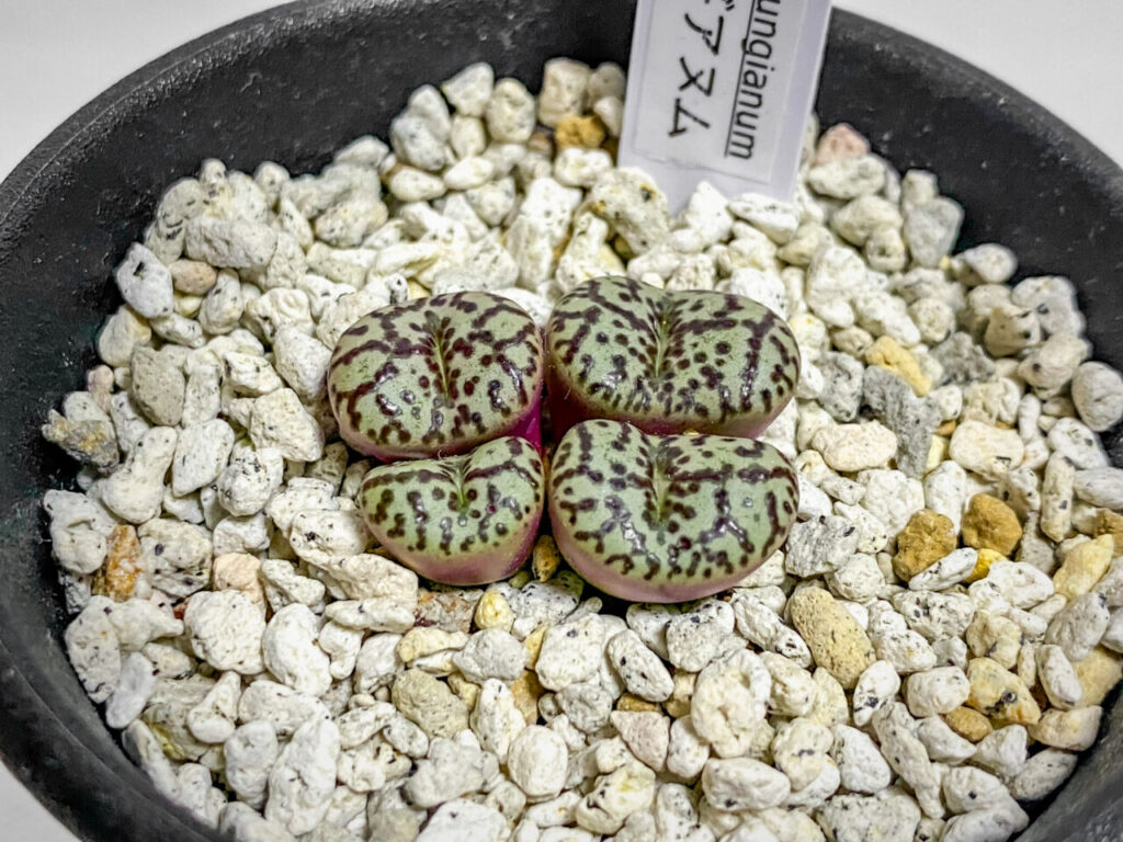 育てる宝石コノフィツム展購入品:コノフィツム・ウルクスプルンギアナム