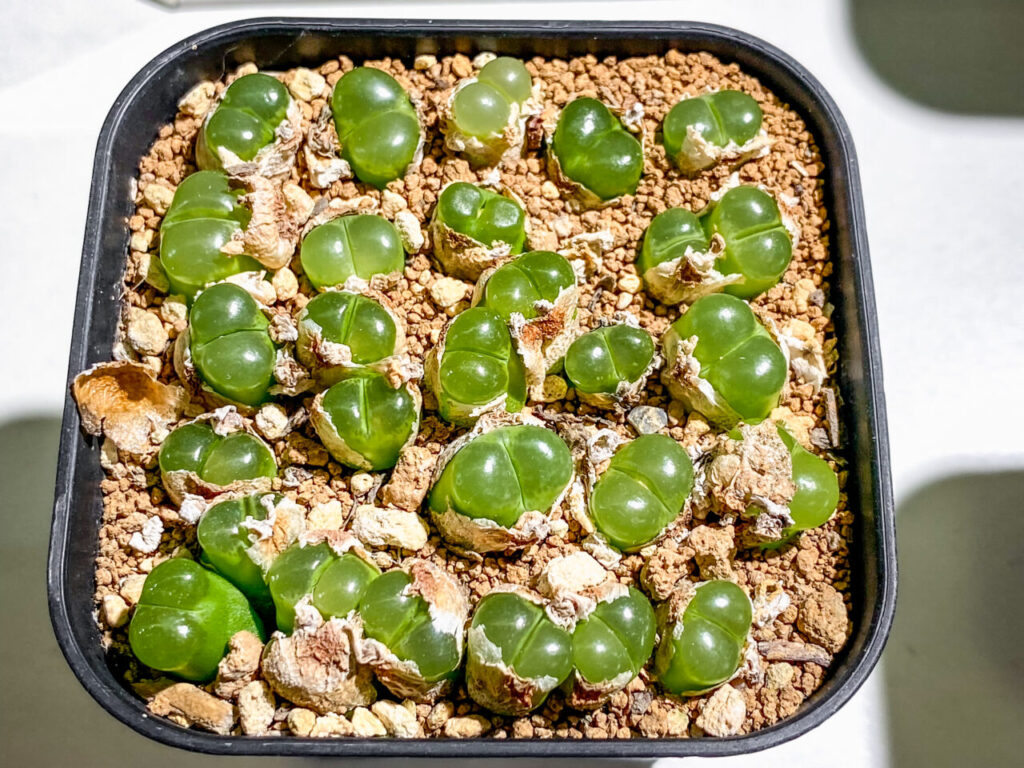 育てる宝石コノフィツム展