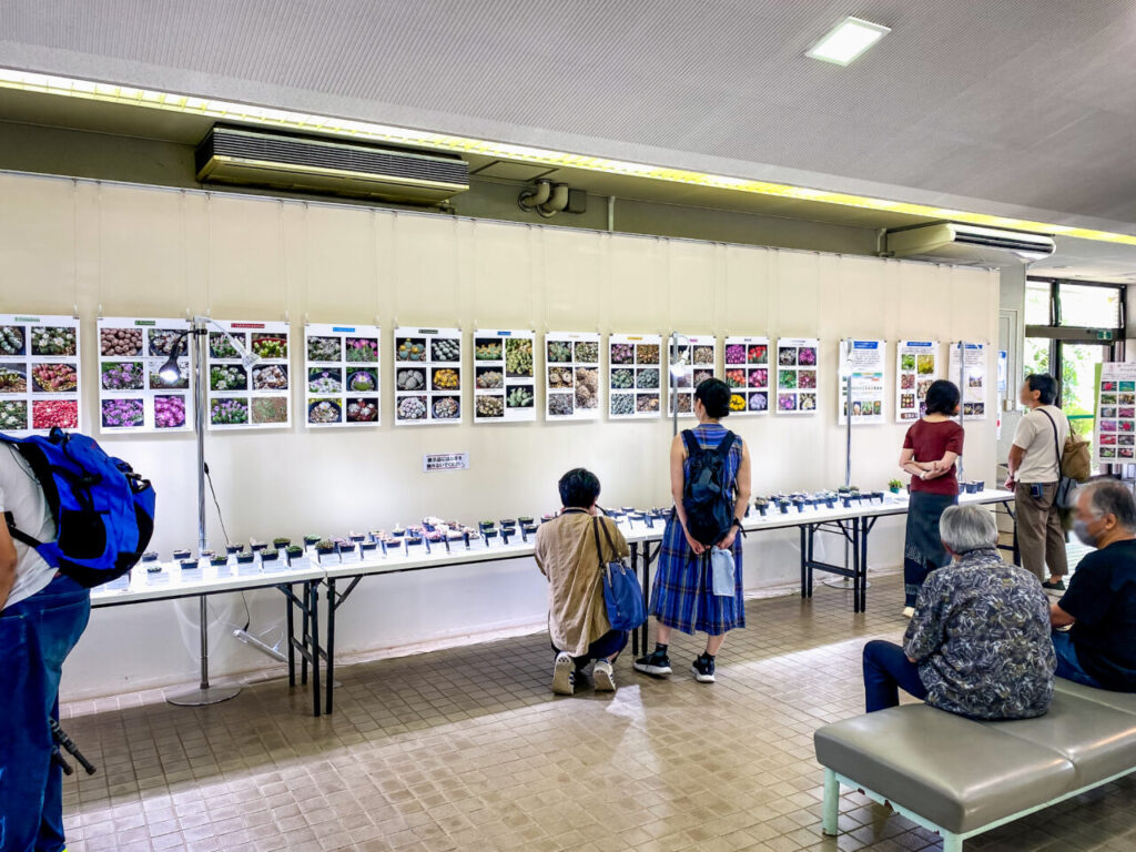 育てる宝石コノフィツム展