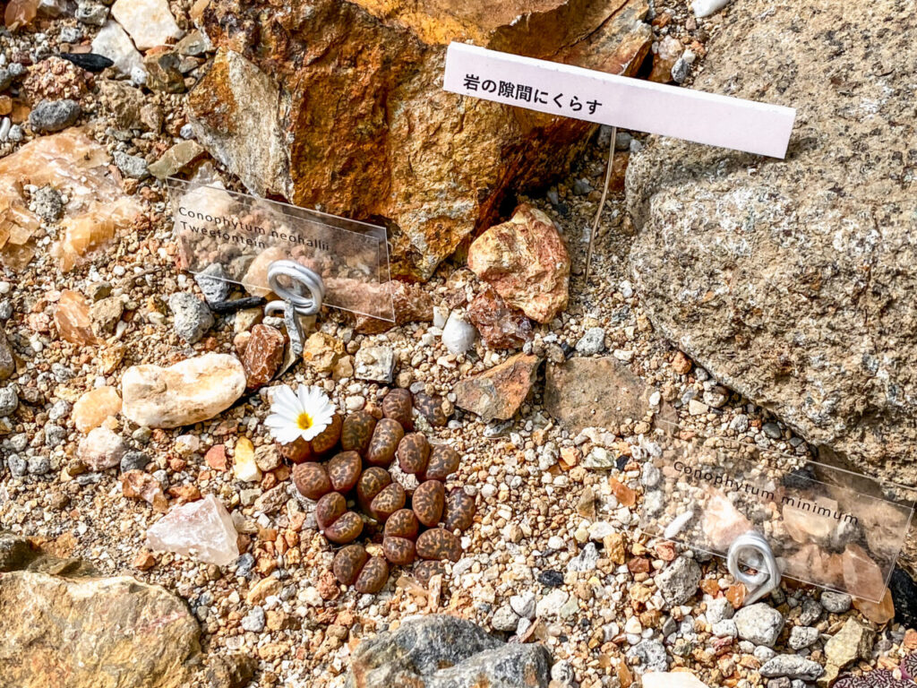 筑波実験植物園サバンナ温室のコノフィツム