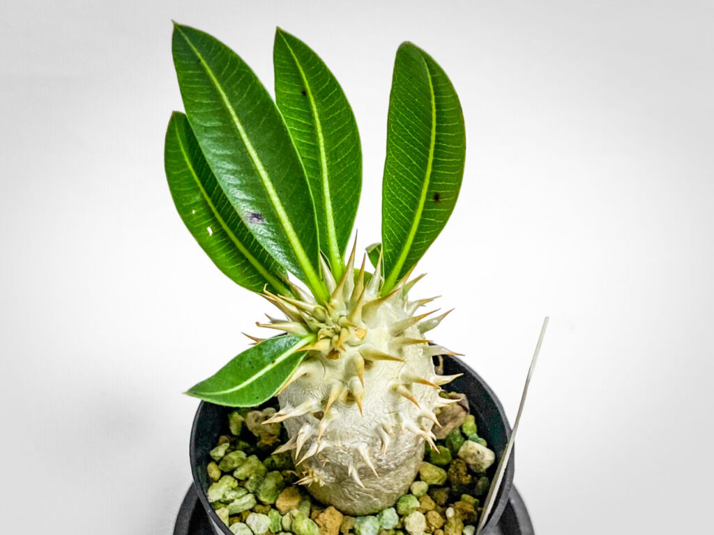 夢の島公園で秋の植物交換会交換品：パキポディウム・エニグマチカム