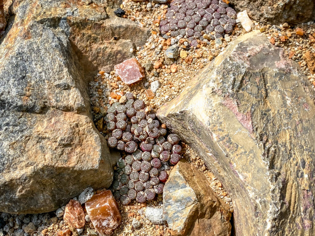 筑波実験植物園サバンナ温室のコノフィツム
