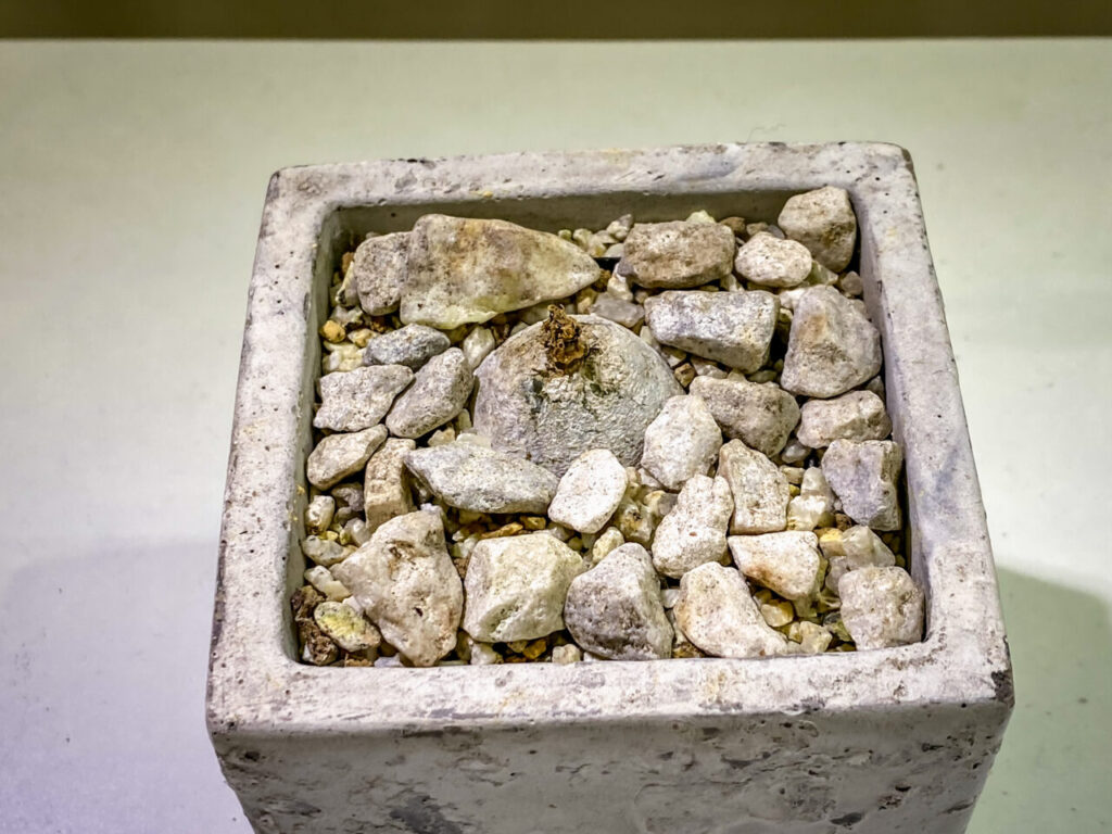 育てる宝石コノフィツム展