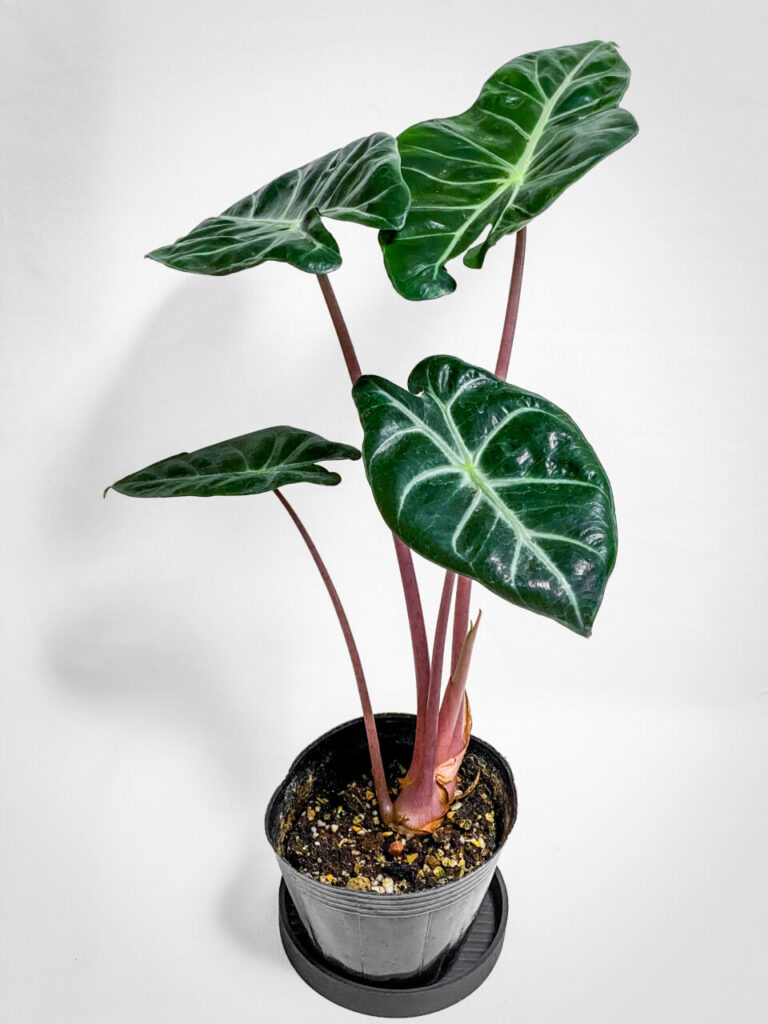 アロカシア・ナイロビナイツ