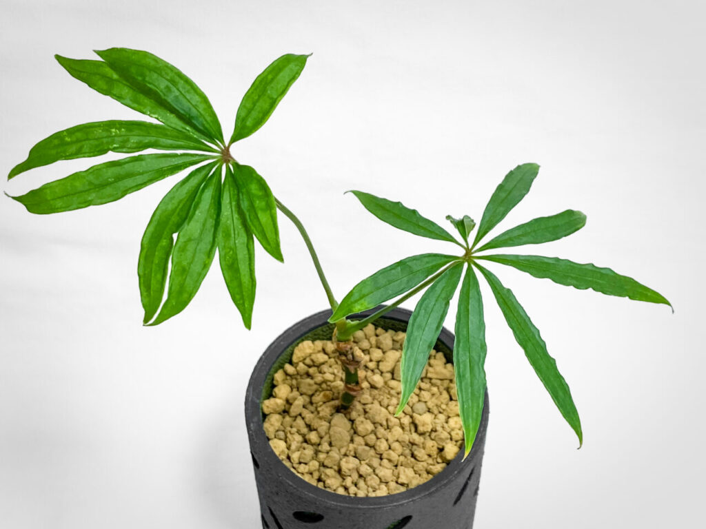 アンスリウム・ポリスキスツム