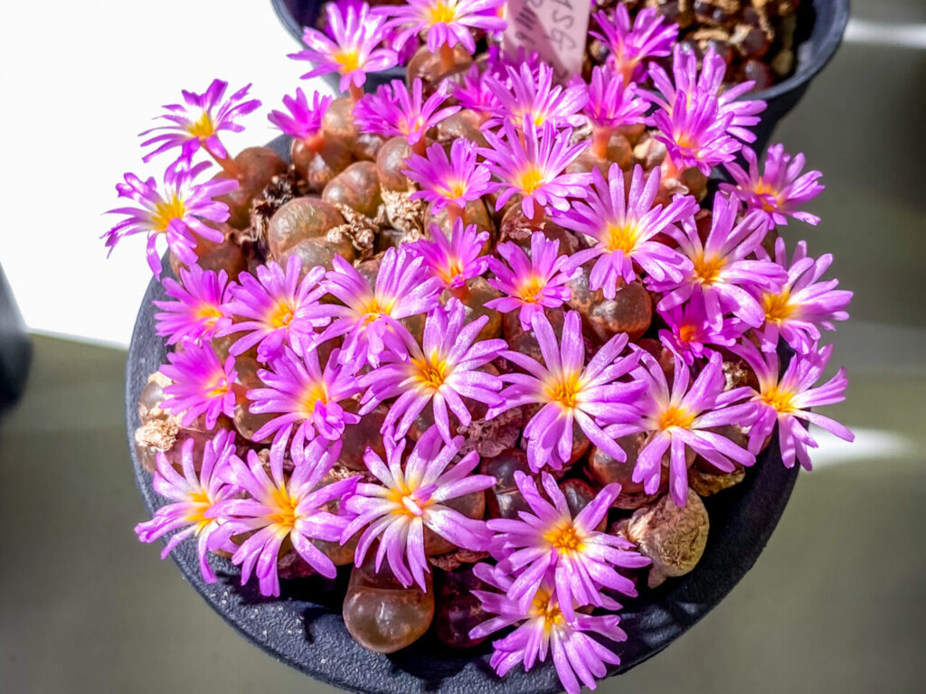 育てる宝石コノフィツム展