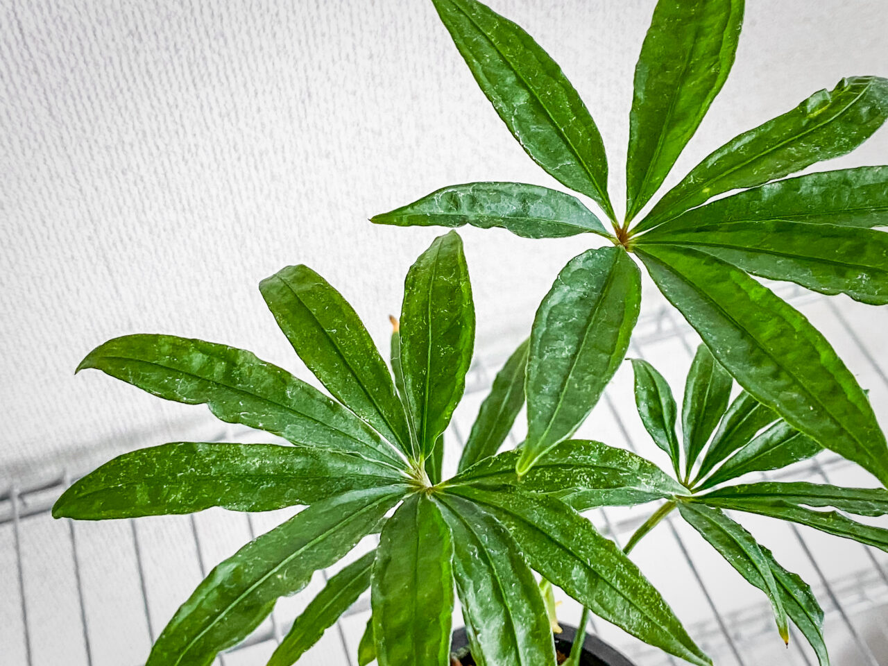 アンスリウム・ポリスキスツム