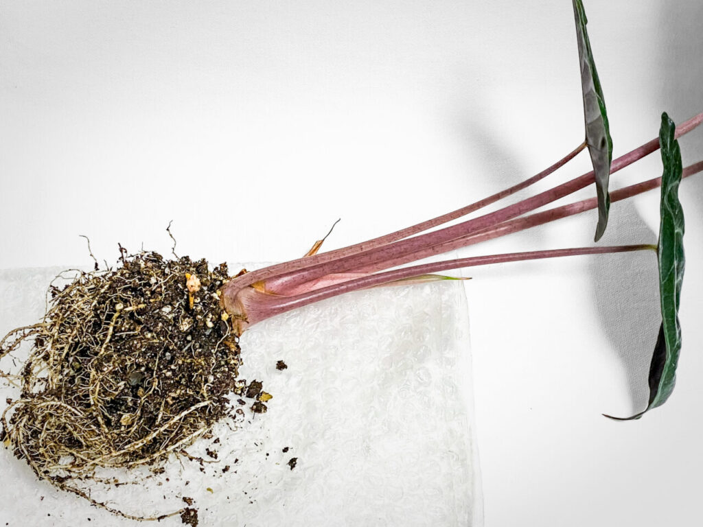 アロカシア・ナイロビナイツ