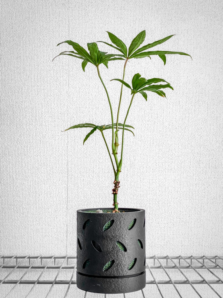 アンスリウム・ポリスキスツム