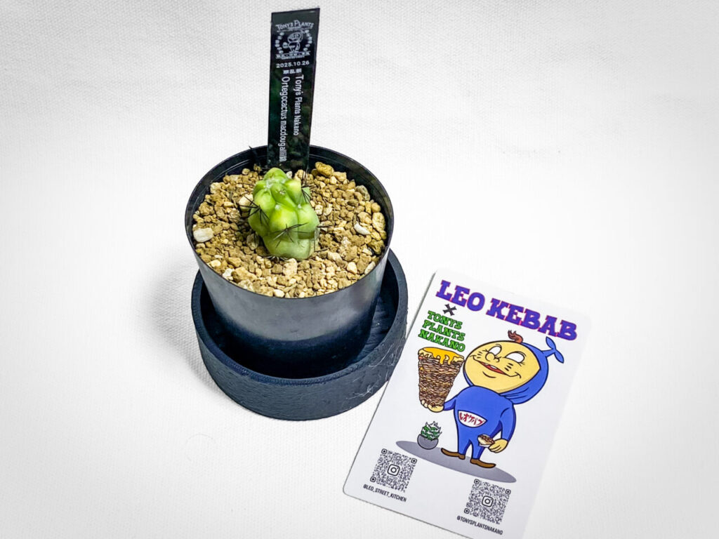 第3回草乱祭購入品:オルテゴカクタス・マクドガリー錦(実生)