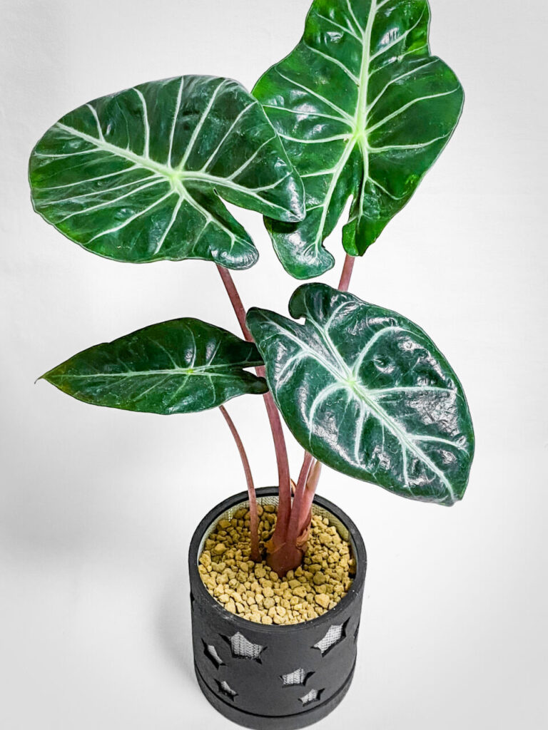 アロカシア・ナイロビナイツ