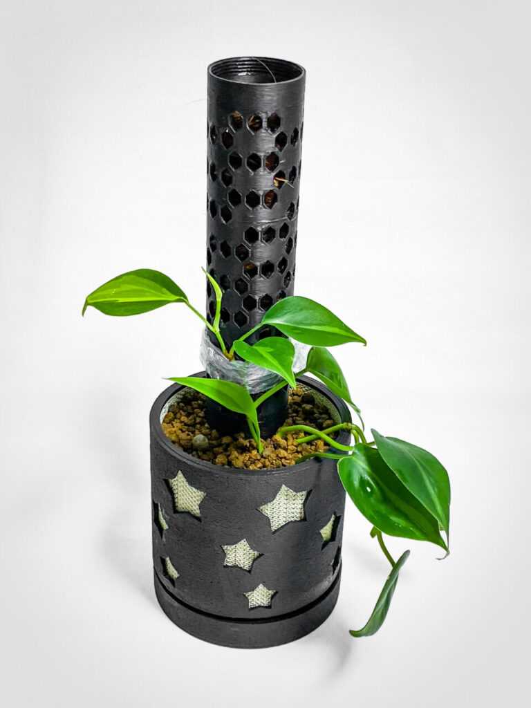 フィロデンドロン・’ブラジル’