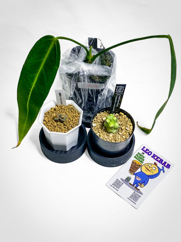 第3回草乱祭購入品