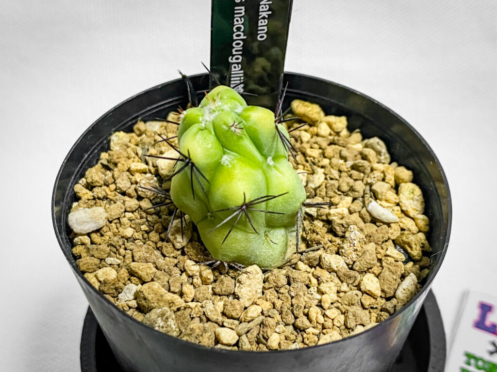 第3回草乱祭購入品:オルテゴカクタス・マクドガリー錦(実生)