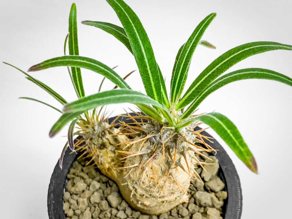 パキポディウム・グラキリス