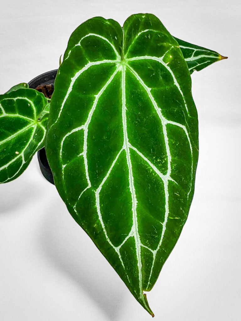 アンスリウム・クリスタリナム