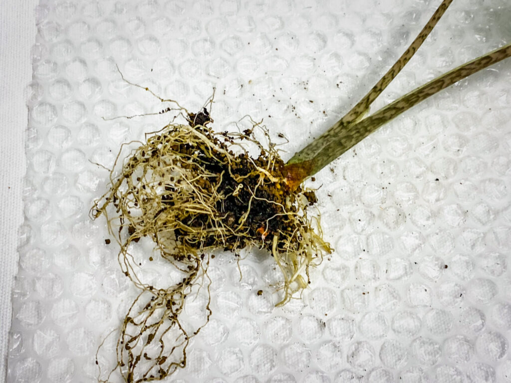 アロカシア・ジャックリン