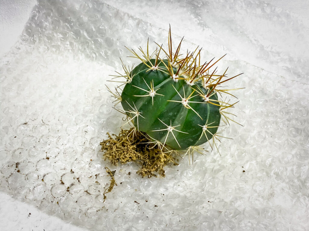 メロカクタス・マタンザナス hyb.