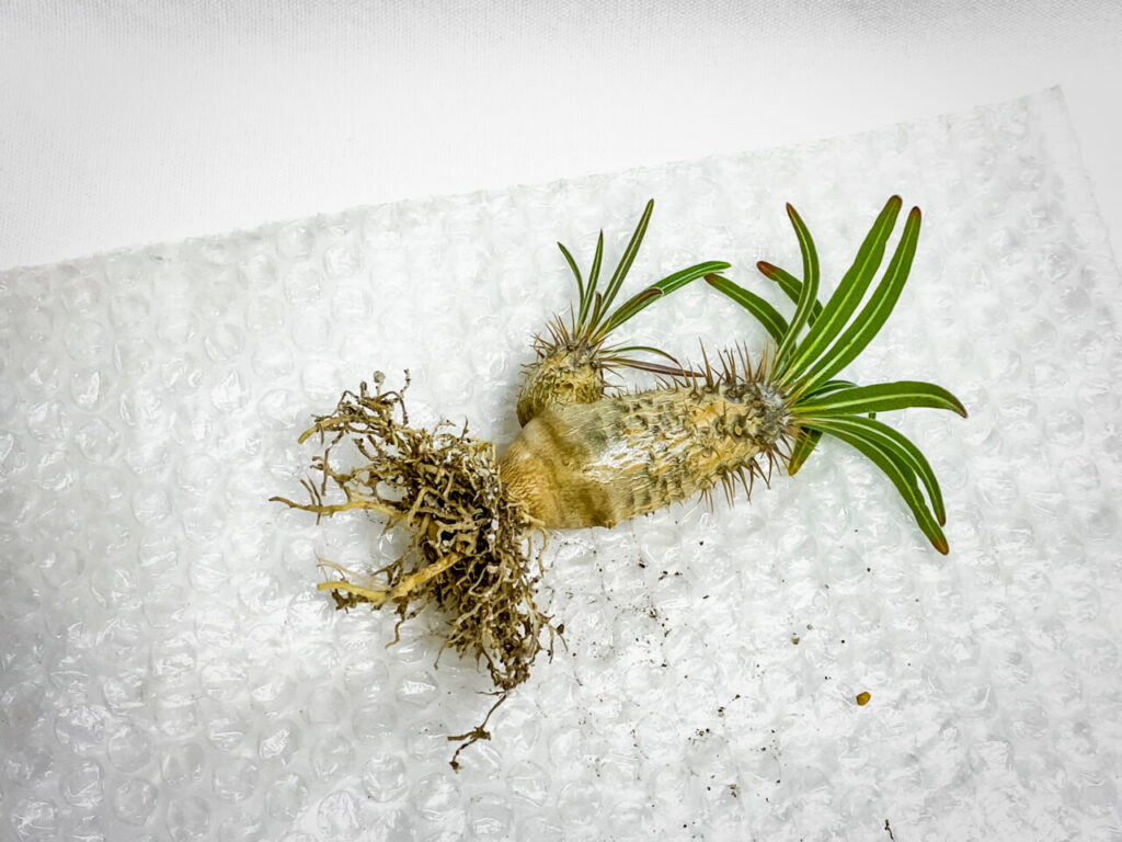 パキポディウム・グラキリス