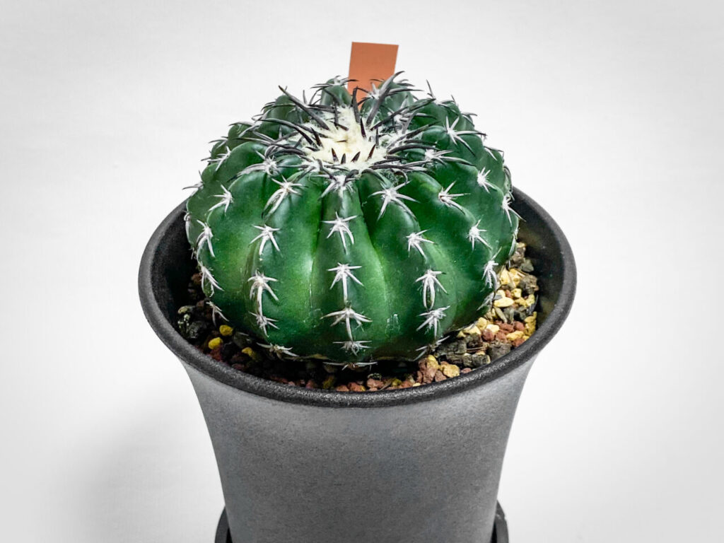 サボテン実生の会Plants connection fest購入品：ディスコカクタス・黒棘ホルスティー
