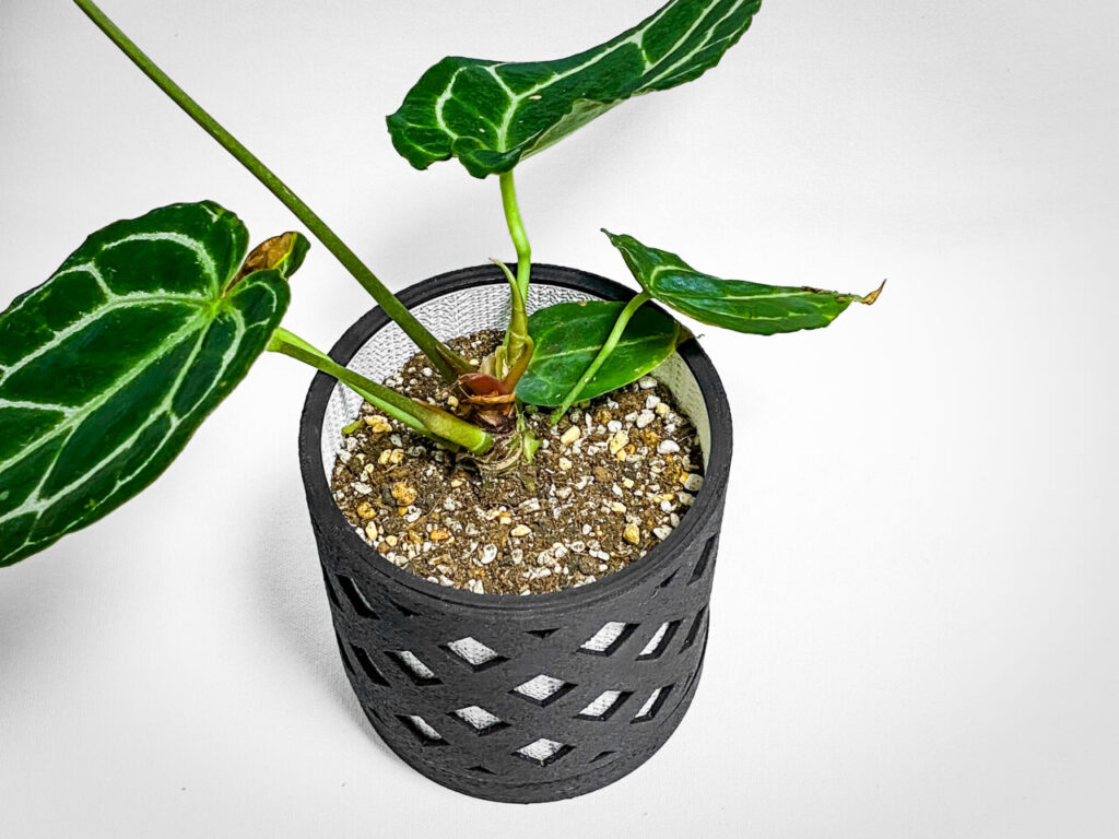 アンスリウム・クリスタリナム