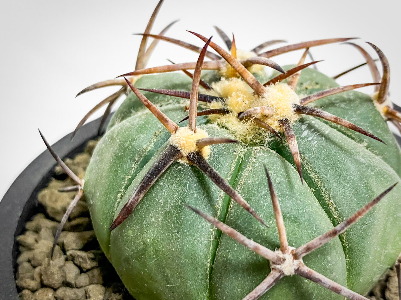 エキノカクタス 雷帝 太平丸 焼有 株幅約13cm 鉢ごと発送 エキノカクタス 雷帝 太平丸 焼有 株幅約13cm 鉢ごと発送