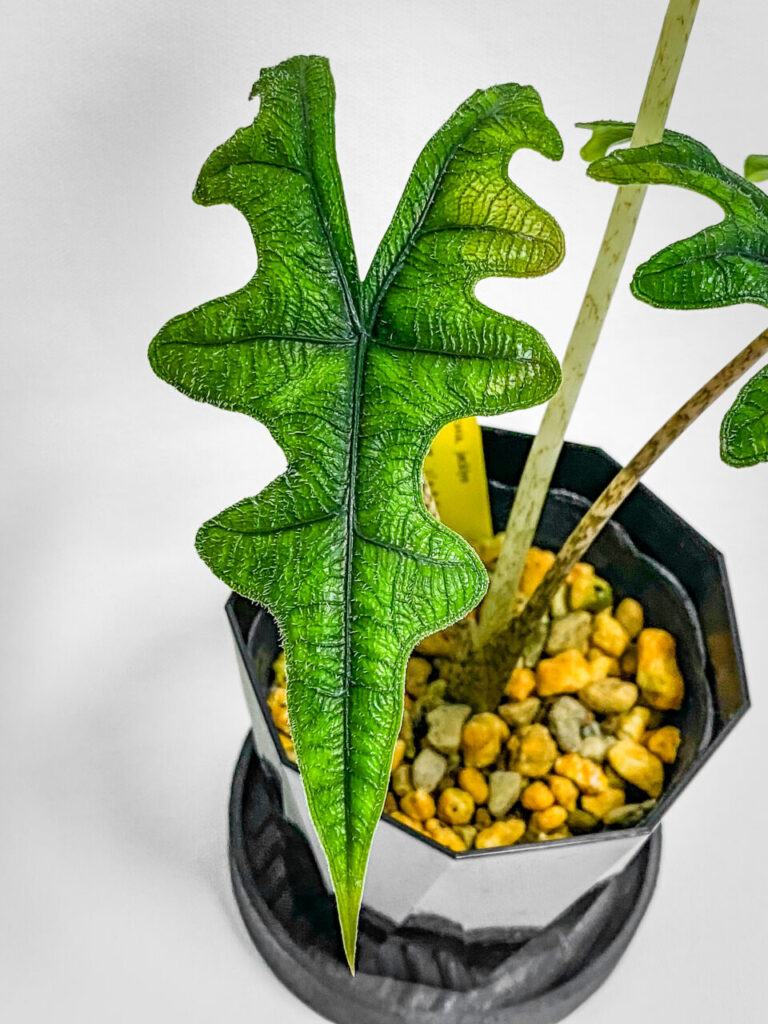 殺虫剤と緩効性肥料を撒く