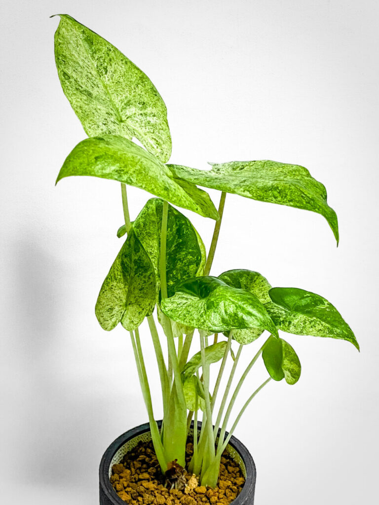 アロカシア・オドラ’バティック’