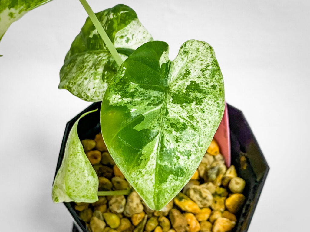 アロカシア・オドラ’バティック’