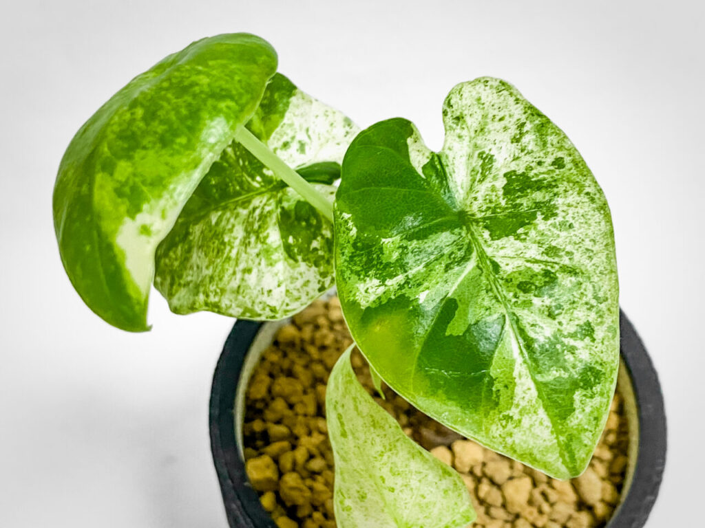 アロカシア・オドラ’バティック’