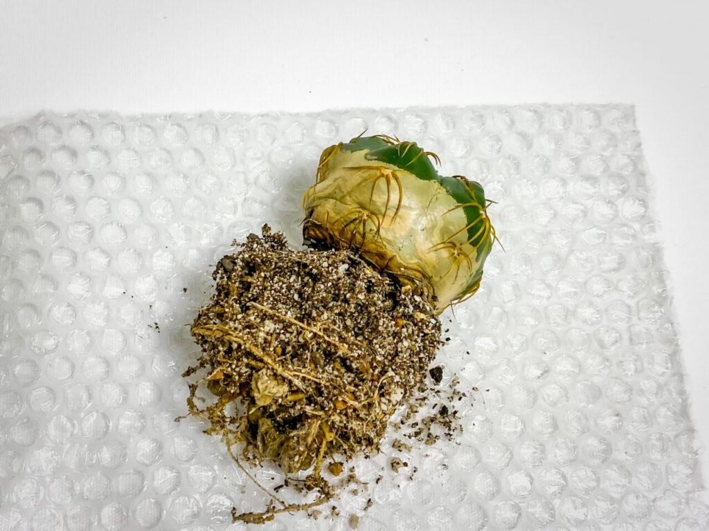 ギムノカリキウム・海王丸