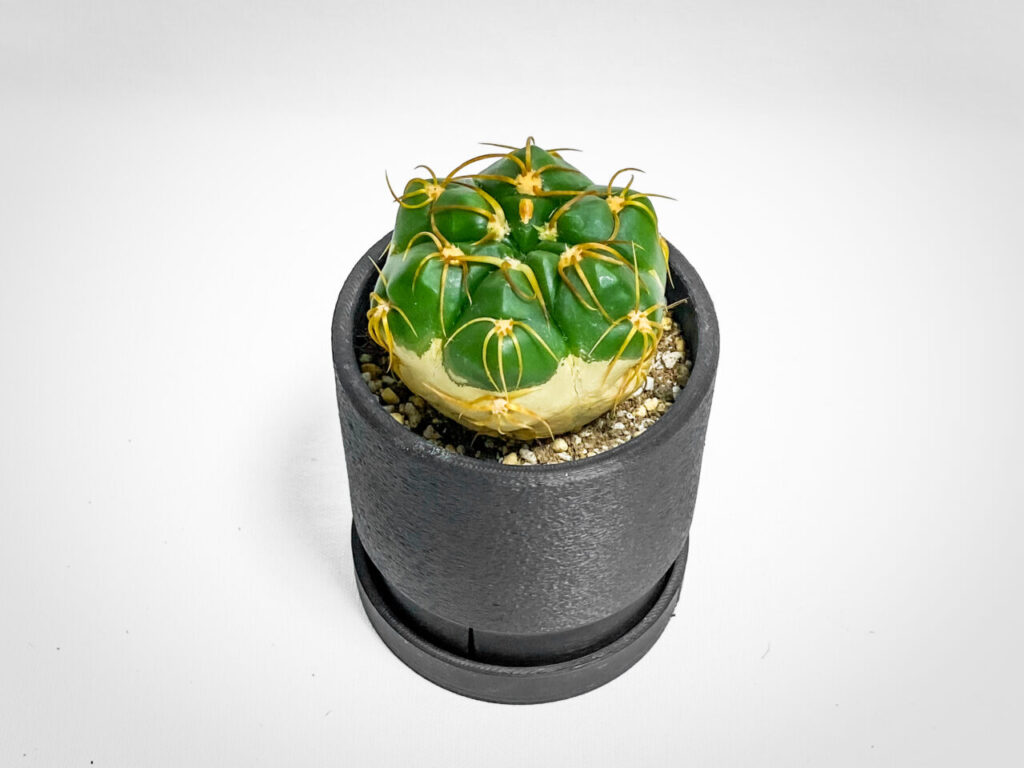 ギムノカリキウム・海王丸